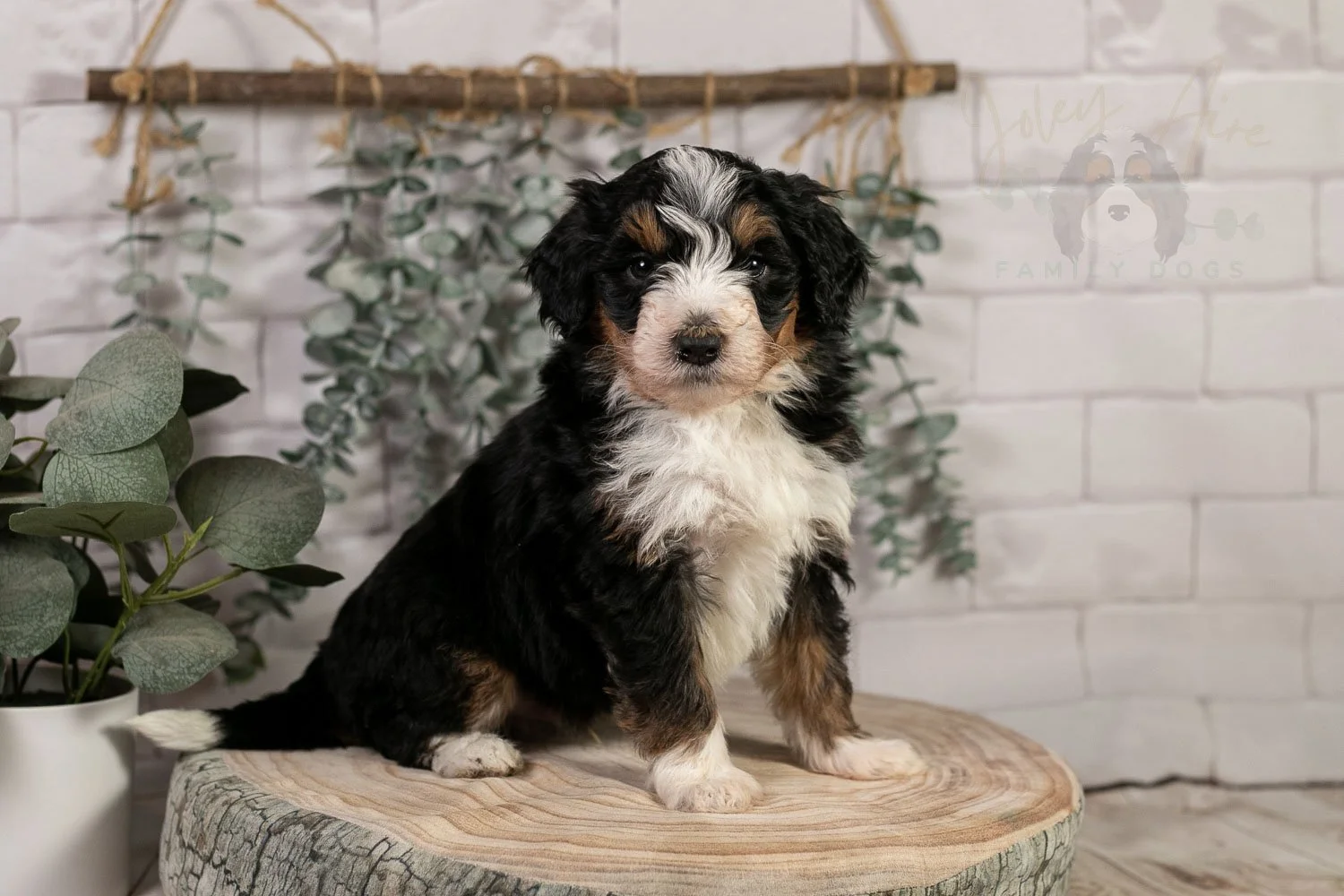 Tri-Color F1 Bernedoodle Puppy for Sale in Illinois | Torch
